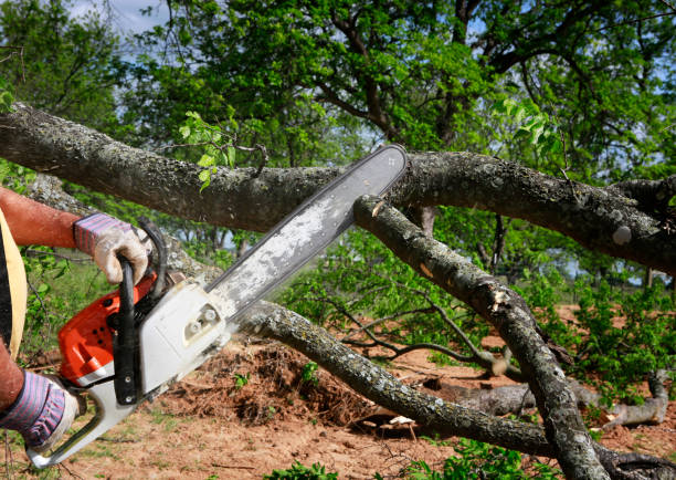 How Our Tree Care Process Works  in  Daisetta, TX